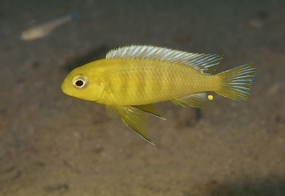 Tropheops sp. 'macrophthalmus chitimba' Chitimba Bay Deep